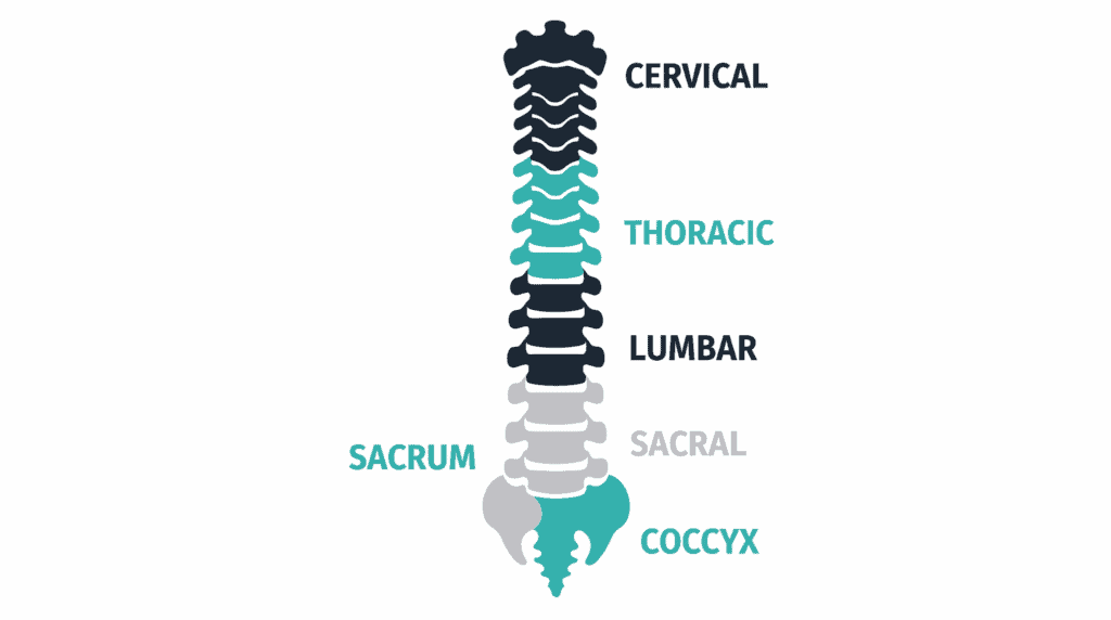 Diagram of the spine showing cervical, thoracic, lumbar, sacral, and coccyx regions